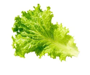 Lettuce